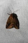 Cosmia pyralina