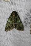 Polyphaenis sericata