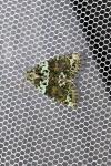 Cryphia algae