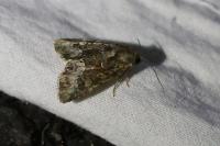 Oligia strigilis/versicolor