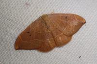 Watsonalla binaria