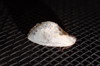 Cilix glaucata