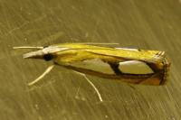 Catoptria pinella