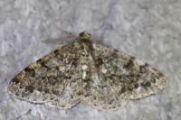 Deileptenia ribeata