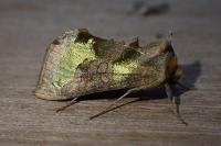 Diachrysia chrysitis