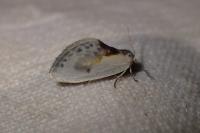 Cilix glaucata