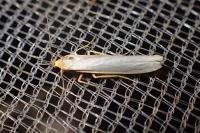 Eilema caniola