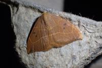 Watsonalla binaria