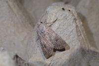 Anarta trifolii