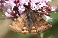 Euclidia glyphica