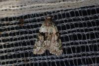Cryphia algae