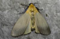 Lithosia quadra