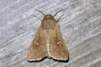 Mythimna ferrago