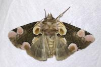 Thyatira batis
