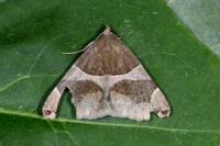 Dysgonia algira