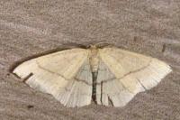 Cyclophora linearia