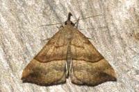 Hypena proboscidalis