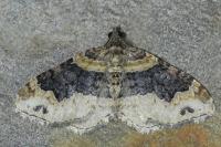 Xanthorhoe ferrugata