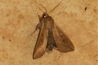 Mythimna unipuncta