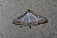 Cydalima perspectalis