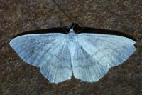 Cabera pusaria