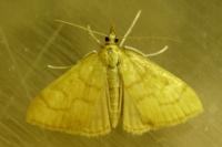 Anania crocealis