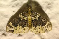 Ecliptopera silaceata