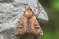 Mythimna conigera