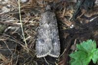 Agrotis segetum