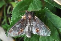 Notodonta dromedarius