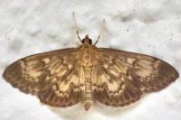 Anania lancealis