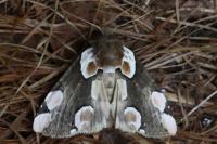Thyatira batis