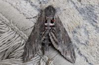 Agrius convolvuli