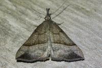 Hypena proboscidalis