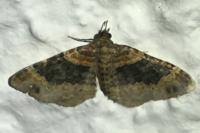 Xanthorhoe ferrugata