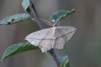 Timandra comae