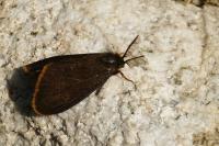 Orgyia aurolimbata