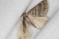 Scotopteryx coarctaria