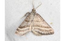 Scotopteryx coarctaria