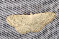 Scopula marginepunctata