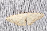 Scopula submutata roseonitens