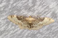 Idaea filicata