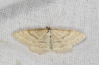 Idaea macilentaria