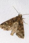 Oligia latruncula