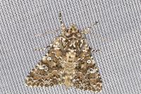 Hadena magnolii