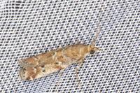 Delplanqueia dilutella