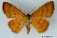 Idaea luteolaria