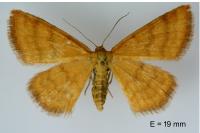 Idaea luteolaria