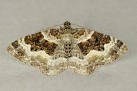 Epirrhoe alternata