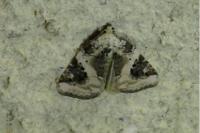 Pseudeustrotia candidula